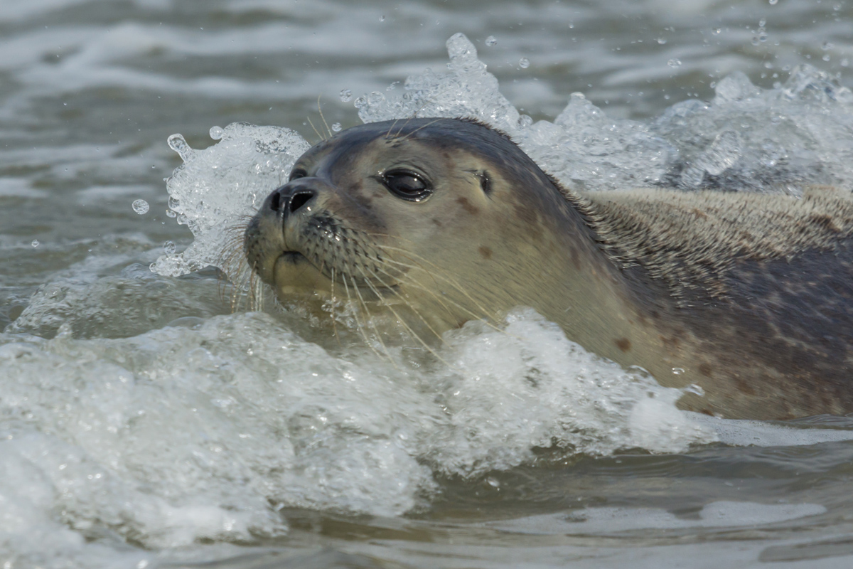 Zeehond