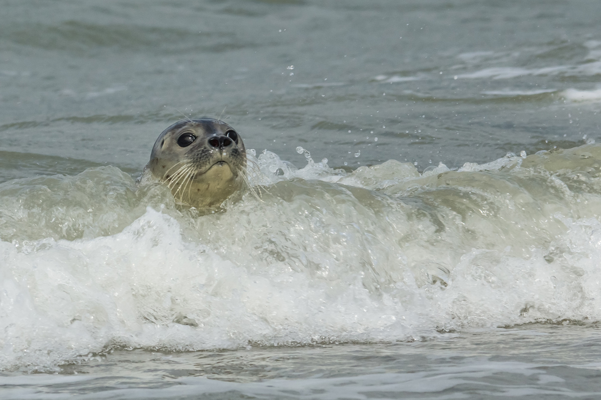 Zeehond