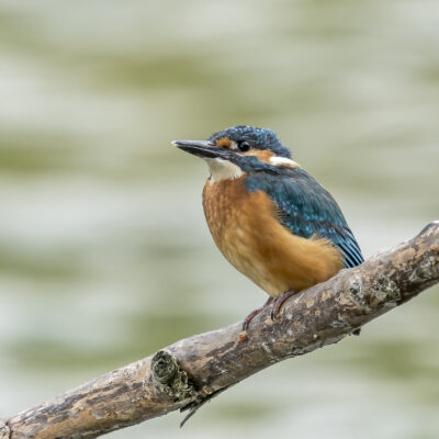 Natuurfotografie