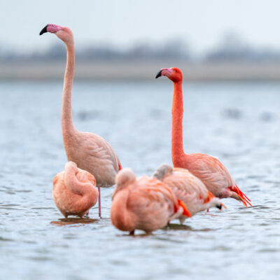 Natuurfotografie