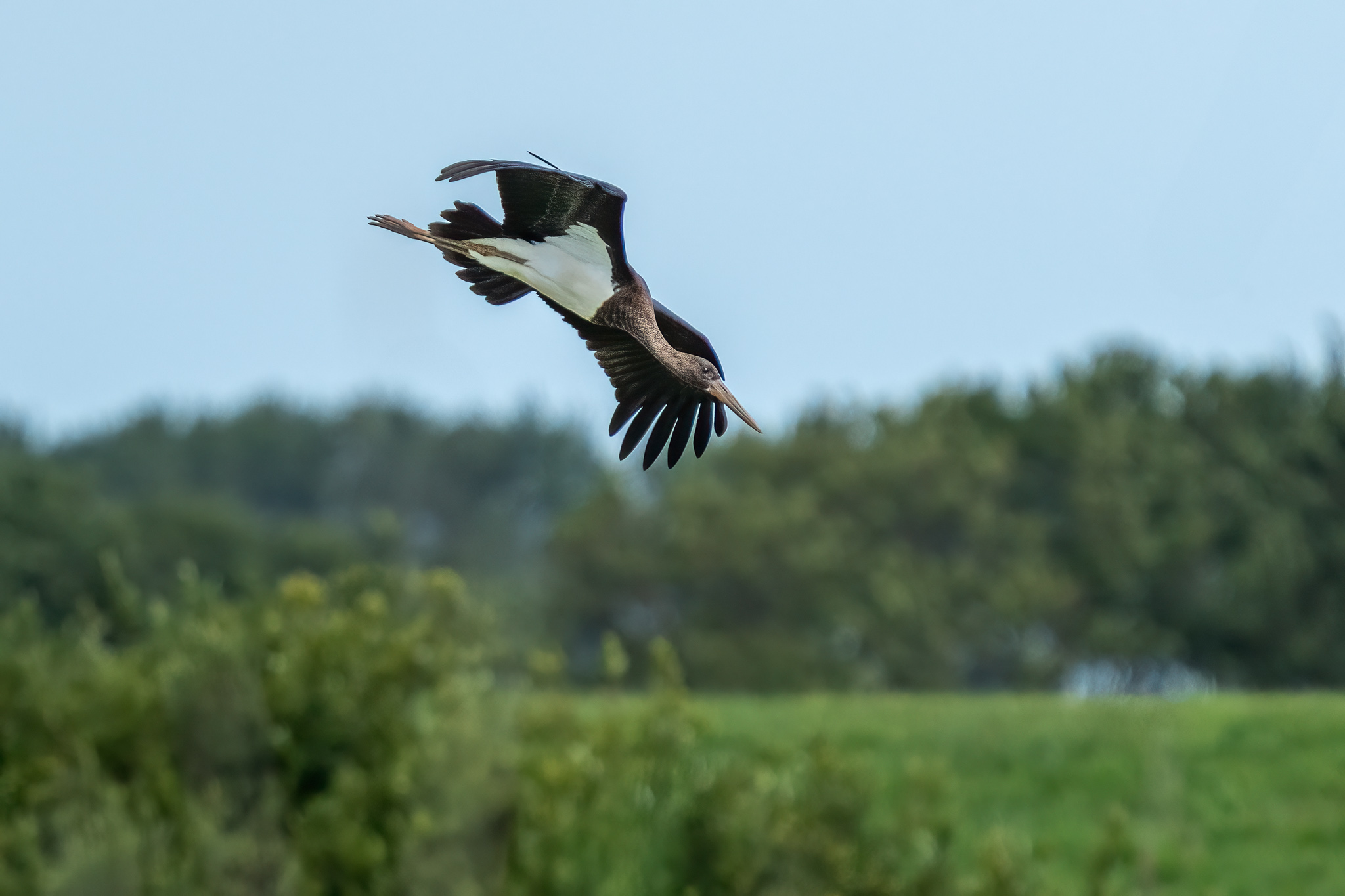 Zwarte ooievaar