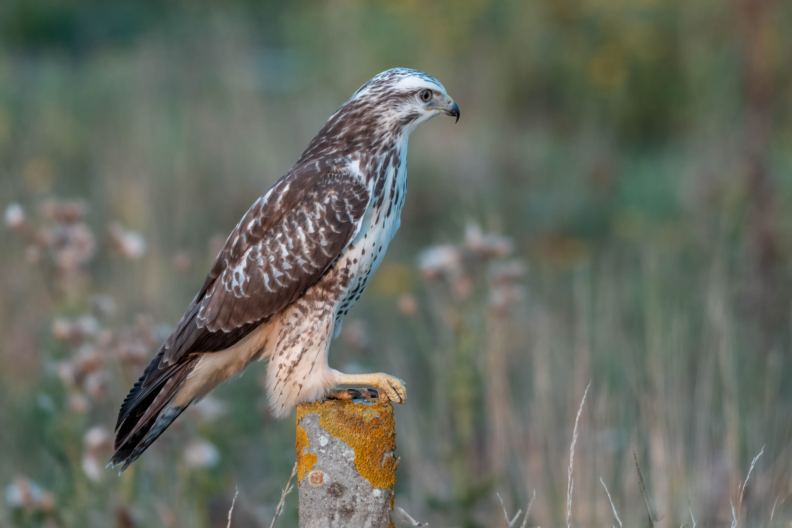 Buizerd
