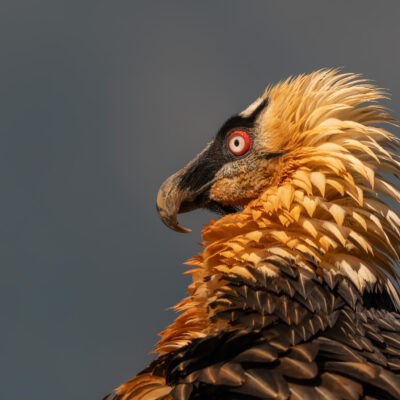 Vakantie Loustal en Buseu met vogels, insecten en bloemen (orchideeën)